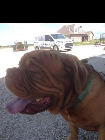 Eunice-Louisiana-Invisible-Dog-Fence-Installation-Electronic-Underground-Hidden-Shock-Electric-Safe