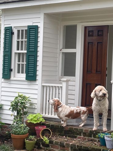 Mamou-Invisible-Underground-Electronic-Dog-Fence-Installation-Hidden-Shock-Safe-Reliable-Best