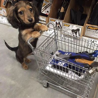 Go shopping for some dachshund and dog items while benefeting