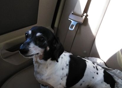 August Vet Donations
RIP Sweet Girl Zorra