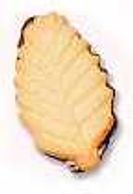 A single dried leaf with curled edges.