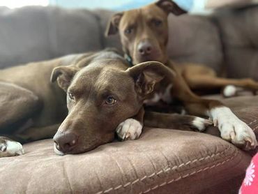 2 dogs - Emma and Chai