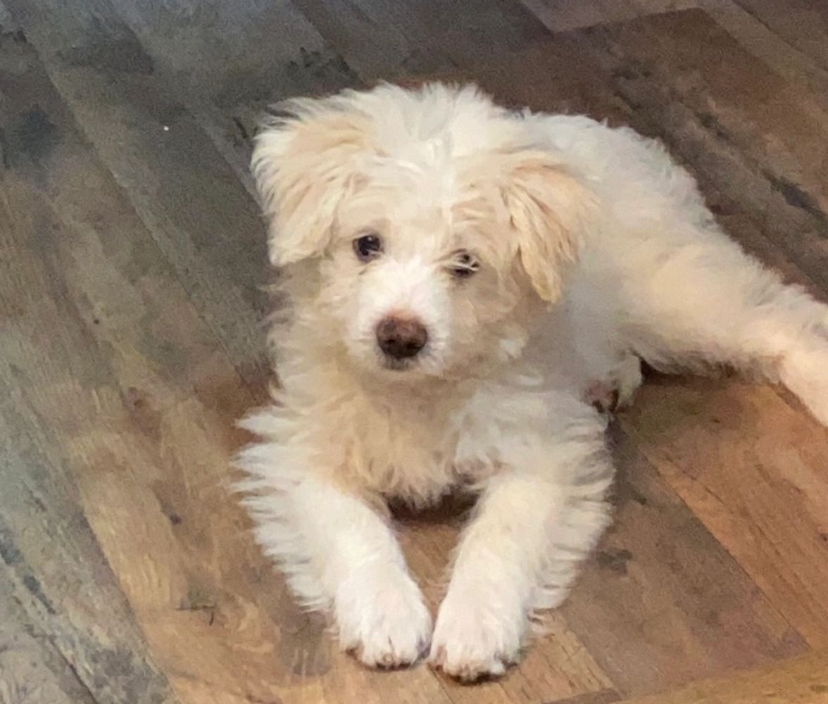 Puppy laying on the floor