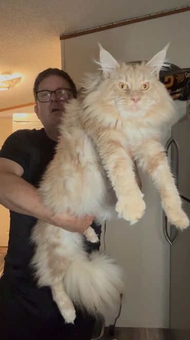 Available
Female TICA Registered for Pet Only.
Born 3/9/2025
$3000