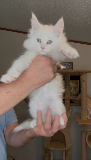 Available
Female Maine Coon Kitten
Born 3-9-2025