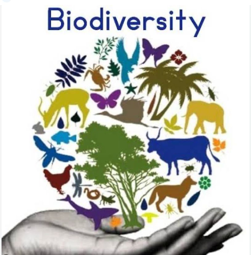 Illustration of biodiversity with various animals and plants.