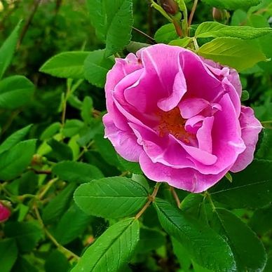 And the heavenly Rose is here! They have bloomed and some are budding, but this amazing smelling fan