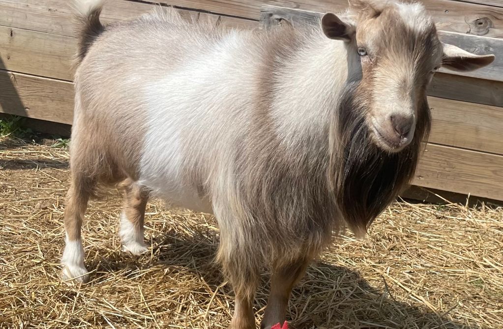 Sire: Breezy Farms HH Harry