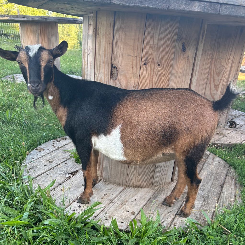 Dam: Villa Caprarum Farms Coffee