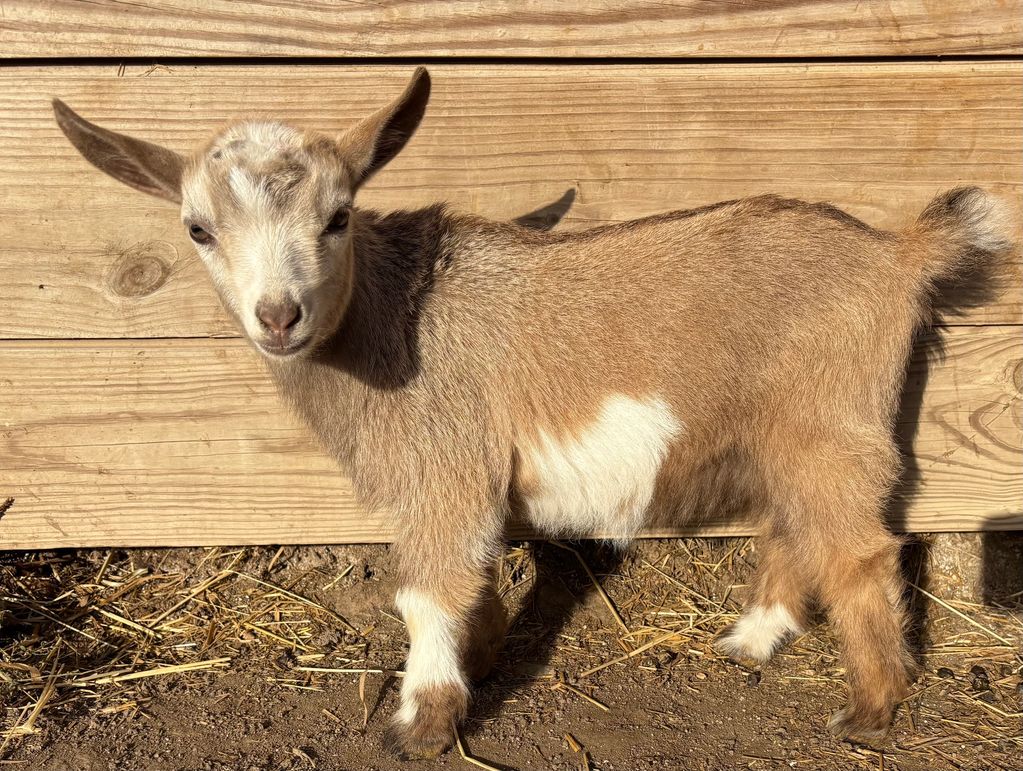 Villa Caprarum Farms Delta
Date of birth 9/1/2025
Ears: erect
Horns: disbudded