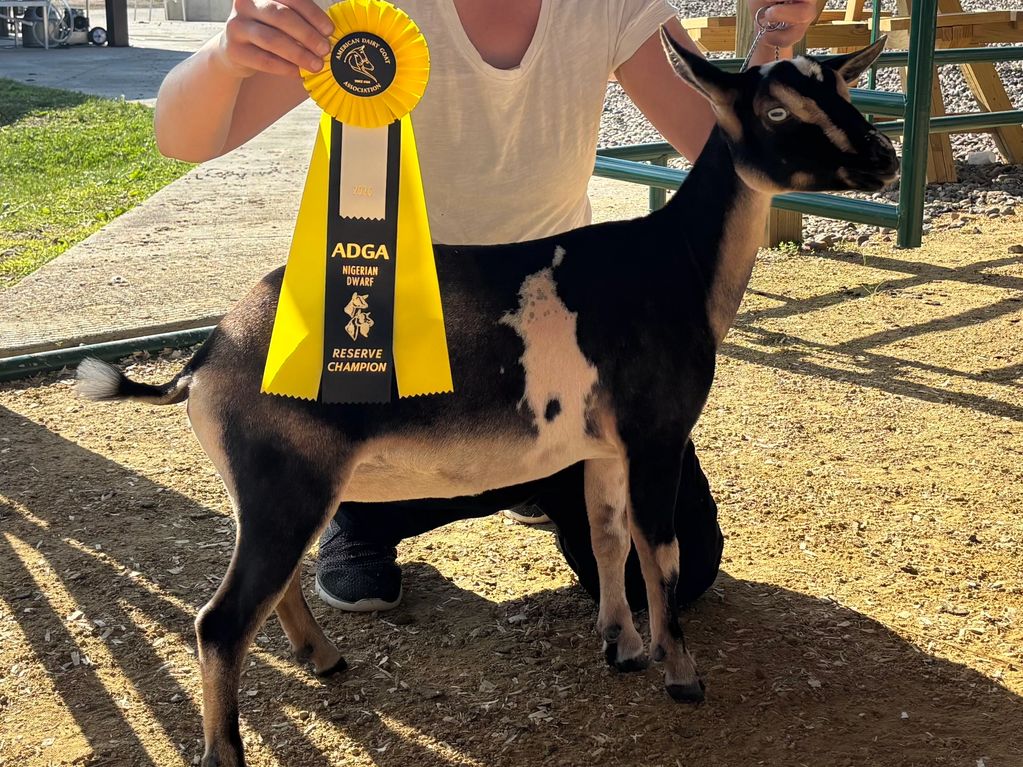 Nigerian Dwarf goat with a Reserve Champion ribbon.