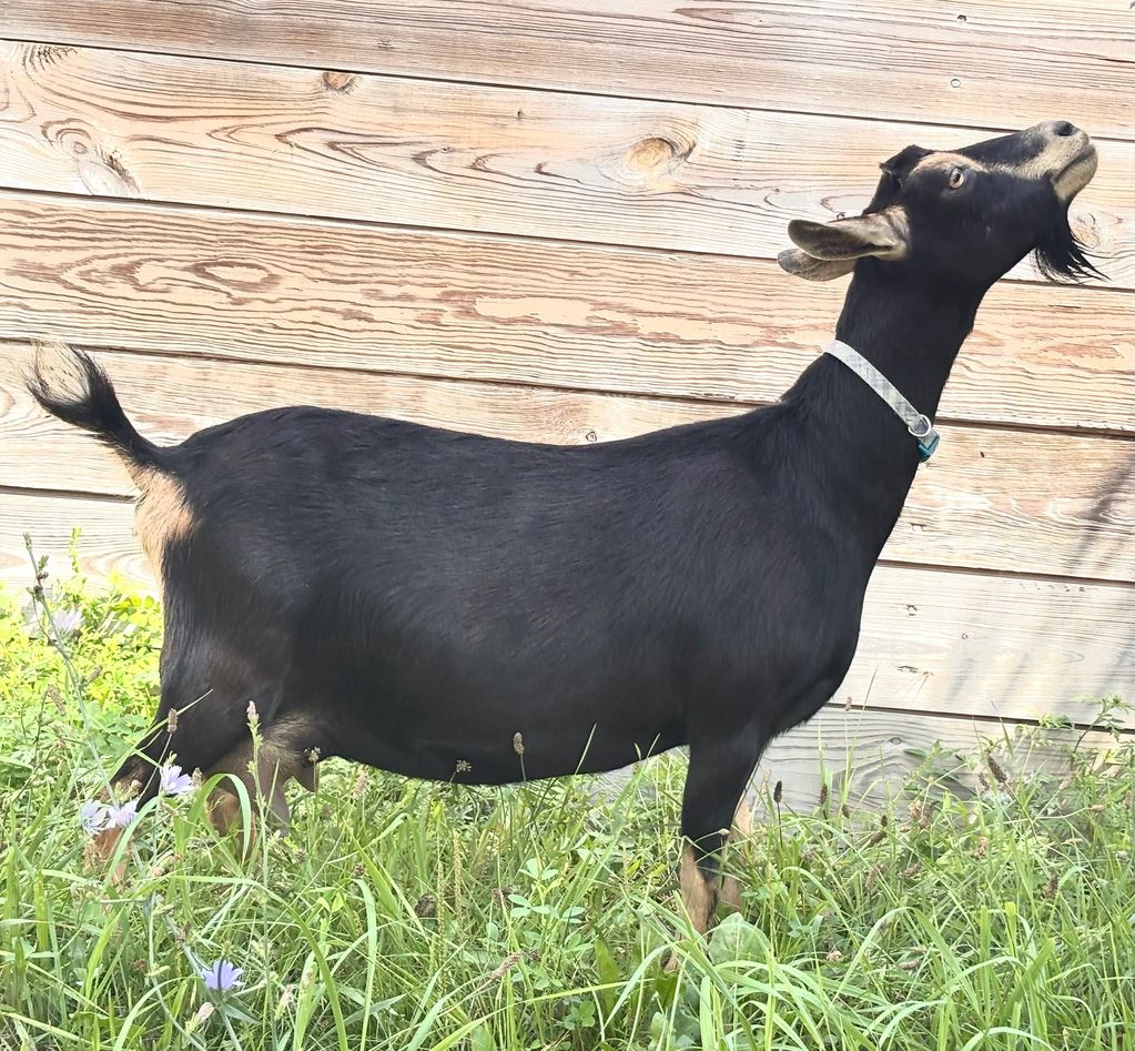 Black goat standing in grass looking upwards.
