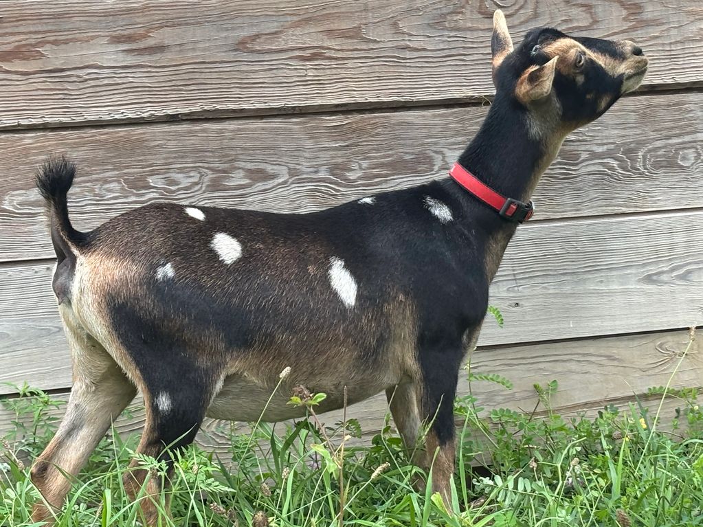 Black and brown goat with white spots and red collar.