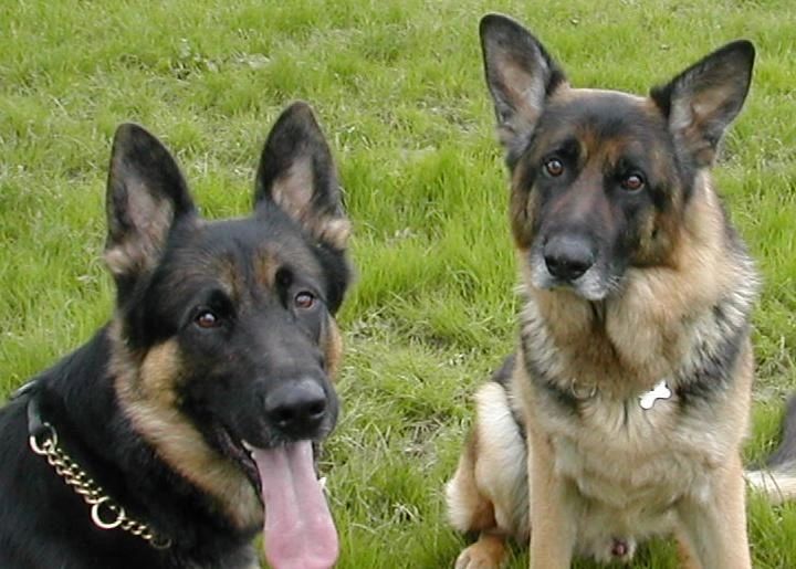 kamal fernandez dog training