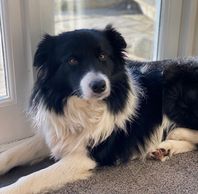 Badger the Border Collie