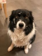 Badger the Border Collie