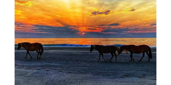 Outer Banks Beach horses, wild horses on 4x4 beach