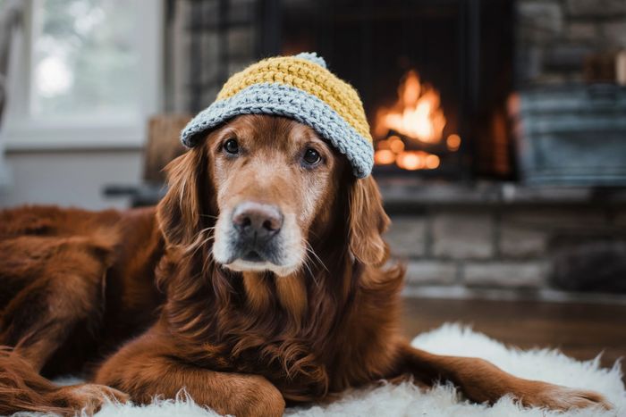 dog in yellow and blue knit hat with fireplace in background