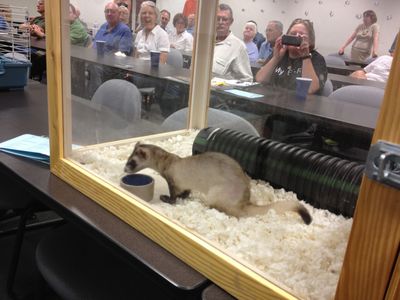 Ferret visiting the Smoky Hills Audubon Society monthly meeting.