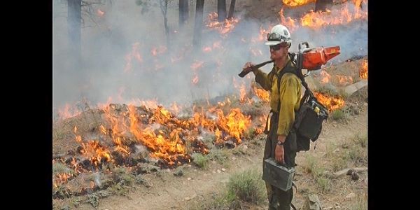 wildland firefighter chainsaw sawyer tree falling hand crew trees