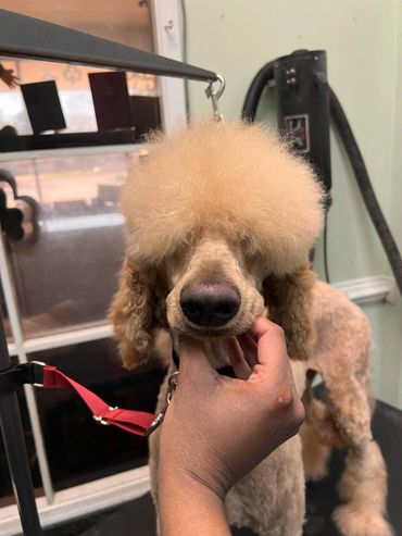 A poodle with a fluffy haircut being held gently by a hand.