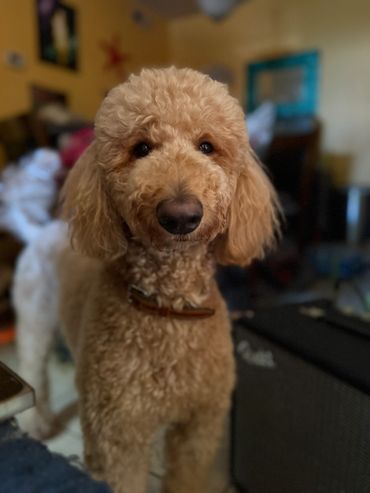 Close-up of a fluffy brown poodle with a calm expression indoors.