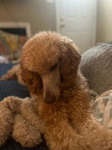 Curly-coated dog resting on a cozy blanket indoors.