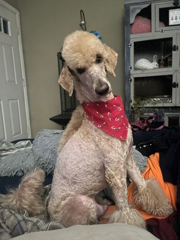 Poodle wearing red candy cane bandana sitting indoors.