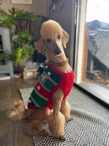 Poodle wearing a festive Christmas sweater indoors.