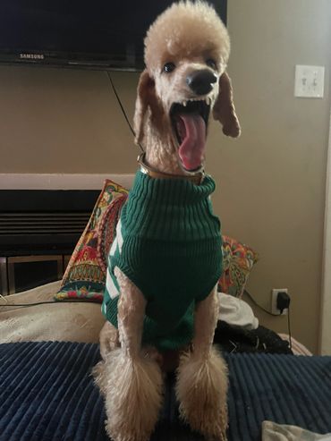 A poodle wearing a green sweater with a wide open mouth and visible tongue.