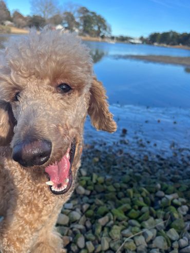 Close-up of a happy poodle by a lakeside on a sunny day.