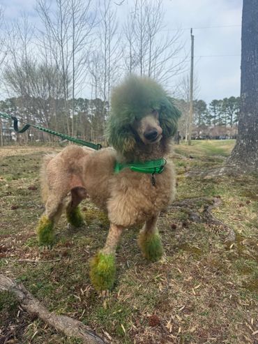 Poodle with green-dyed fur on head, paws, and tail outdoors.