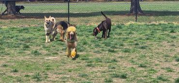 Four dogs playing in a fenced grassy area on a sunny day.