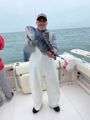 Nice colorful male black seabass
