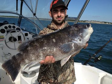 Record tautog