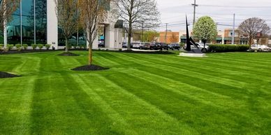 Mowing, Weed Control, and Fertilization, T&D keeps your lawn looking healthy and beautiful
 