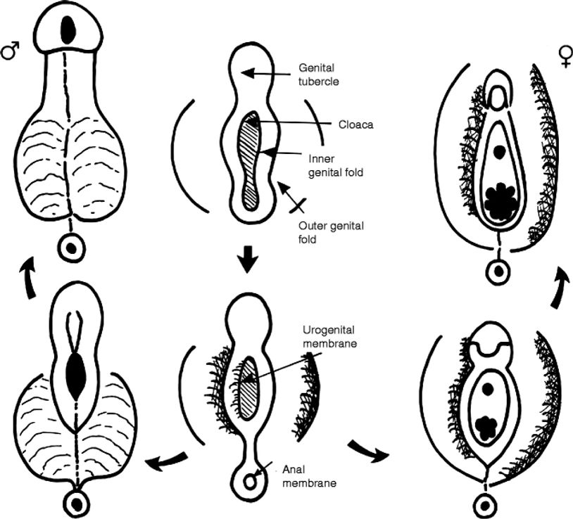 Black and white image of ambiguous genitalia from normal male to ambiguous types to normal female