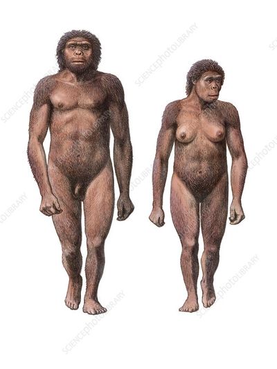Photo of a male hominin and a female hominin, pre-humans about 6 millions years ago