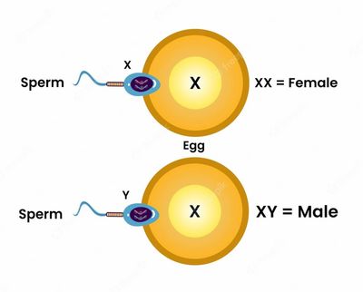 Image of X sperm fertilizing an X egg (XX female) and a Y sperm fertilizing another X egg (XY male)