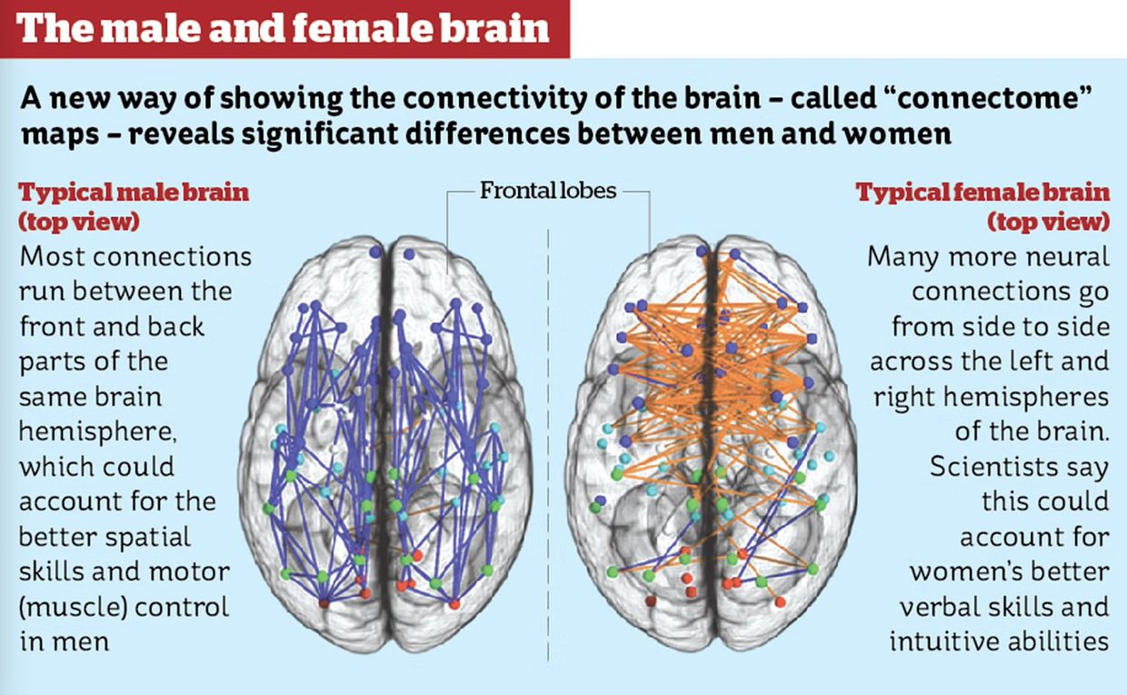 Animated image of male and female brains showing differences in connectomes with explanations