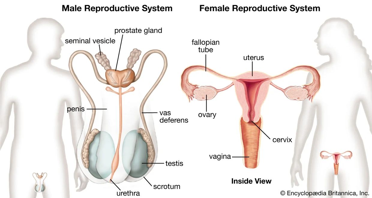 Image of male and female reproductive systems with parts labeled