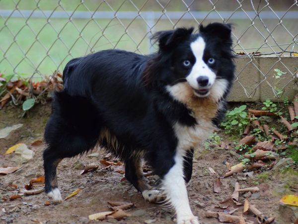 Blue-eyed black and white dog standing near fence.