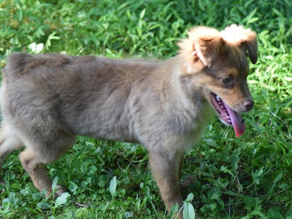 Small fluffy dog standing on grass with tongue out.