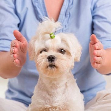 Reiki Sessions offered for people and their pets 
