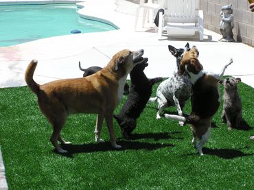 group of dogs playing