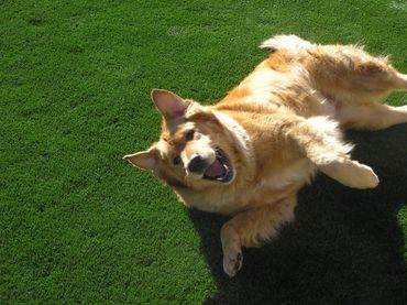 Happy dog lying on ground