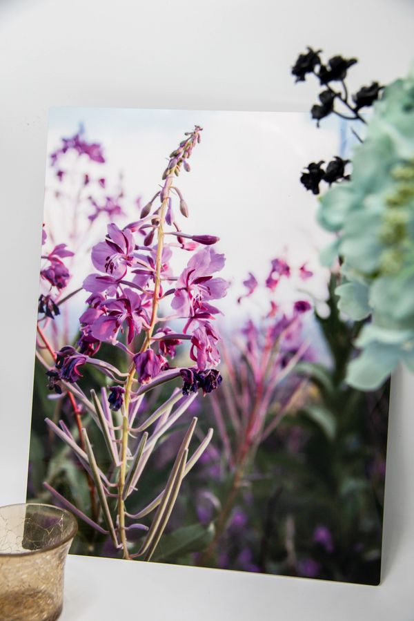 Fireweed Alaska Summer Print Aluminum Print Chromaluxe