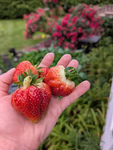 fresh garden strawberries