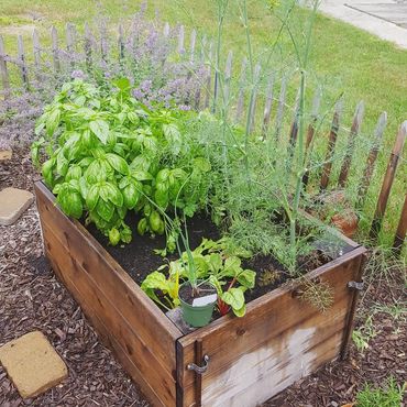 basil, dill and swiss chard.