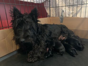 Poppy with her four puppies